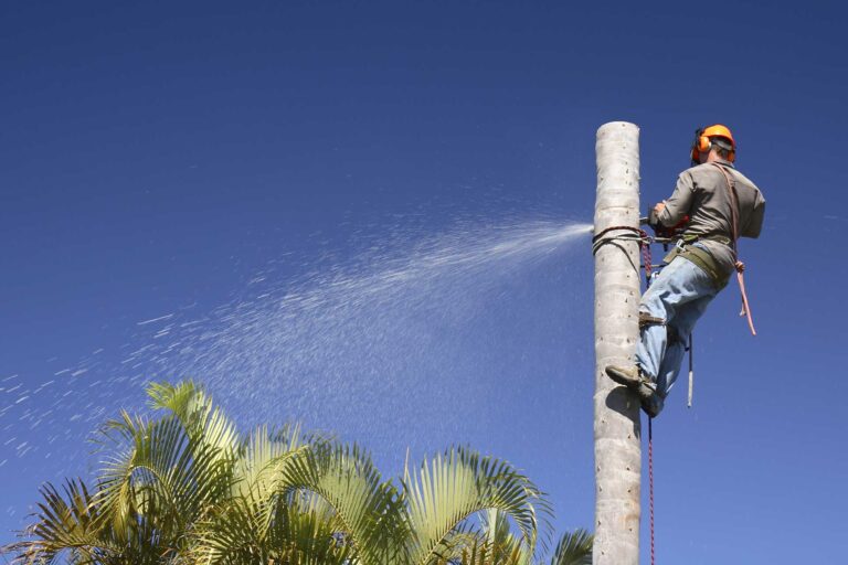 palm tree removal los angeles ca