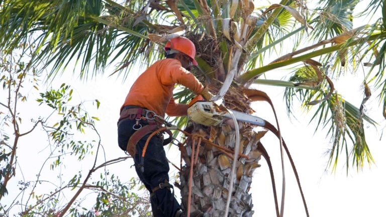 palm tree skinning los angeles